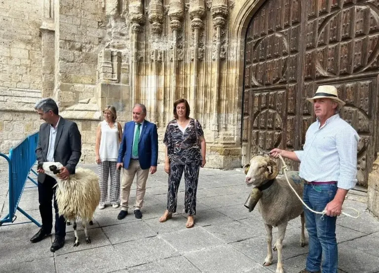 Raza merina- 35º Edición de la Feria Churra en Palencia