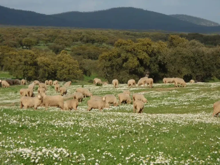 Raza Merina - Ganadería ecológica