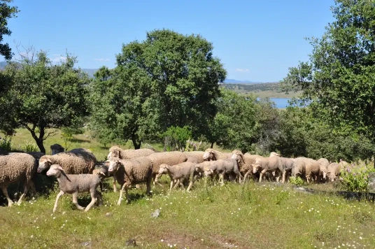 oveja merina trashumante