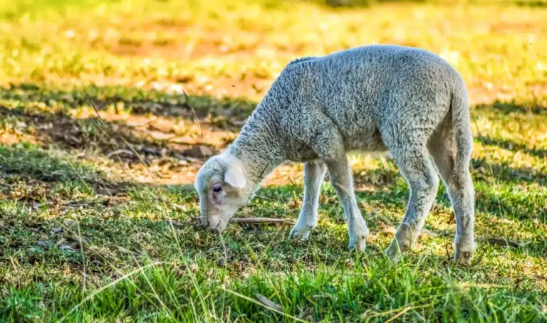 Raza Merina - cria-de-oveja-merina