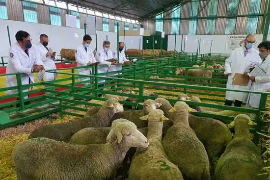 Raza Merina - cercos para controlar por veterinarios a las ovejas