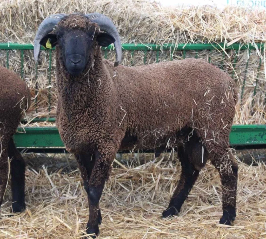 Raza Merina - variedad negra raza merina